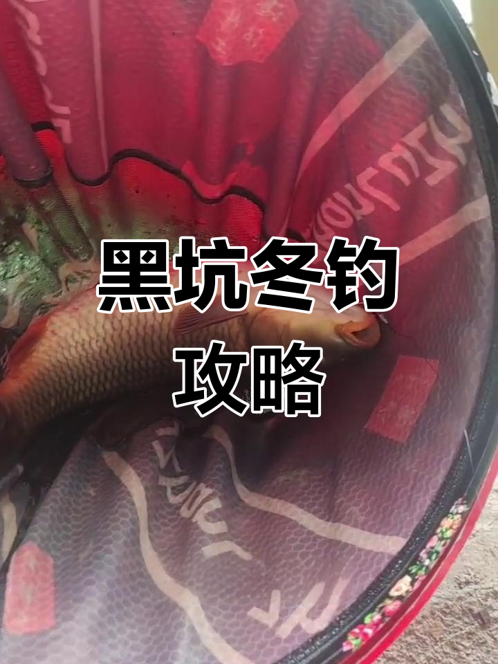 冬季黑坑钓鱼技巧:冷天气下如何锚鱼