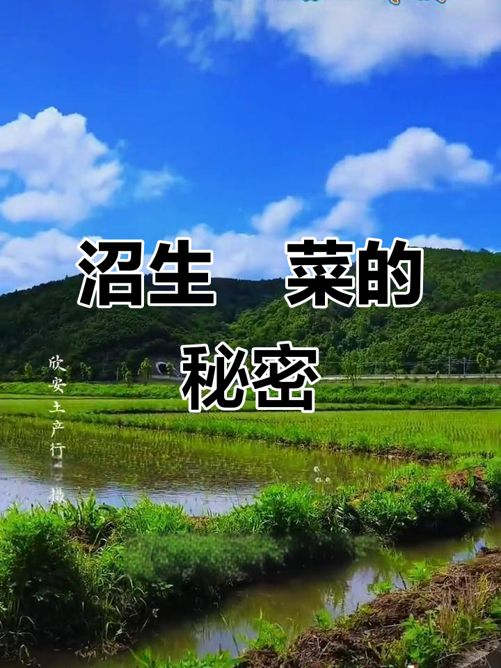 沼生蔊菜：喜湿草本，美味又药用