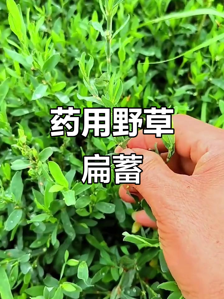 野生扁蓄:药食两用的宝藏植物,你了解吗?