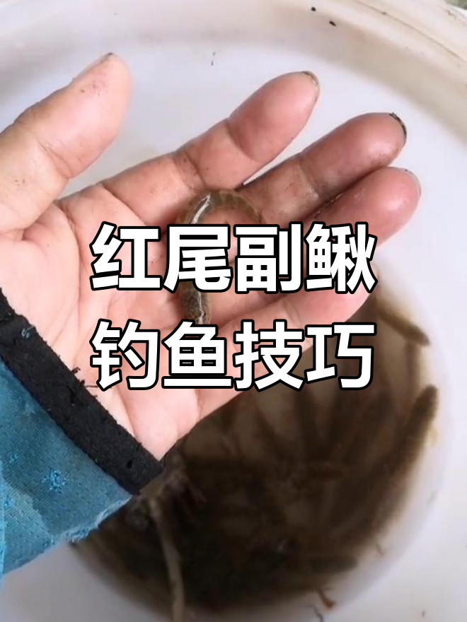 红尾副鳅藏匿溪石缝,浑水垂钓最佳