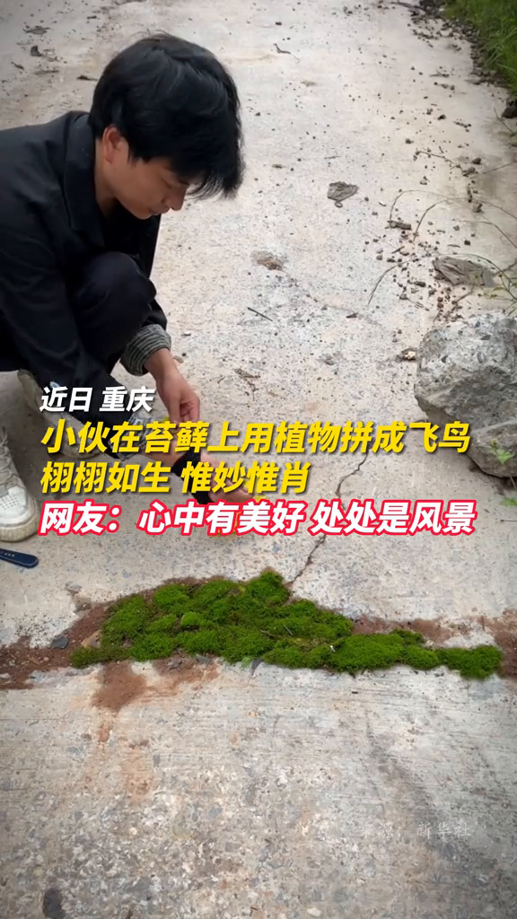 小伙在苔藓上用植物拼成飞鸟,栩栩如生、惟妙惟肖