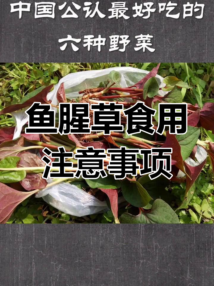 鱼腥草的独特食用禁忌,了解这些让你更安心享受美味