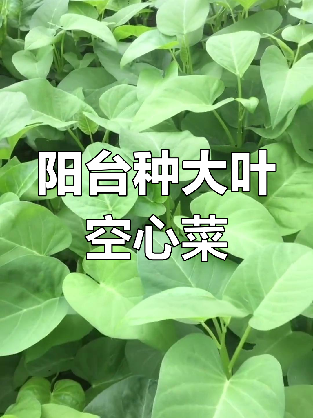 大叶空心菜:阳台种植技巧与美味收获