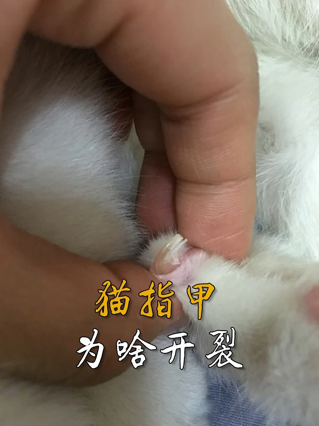 猫指甲开裂了,它不会得了灰指甲吧?