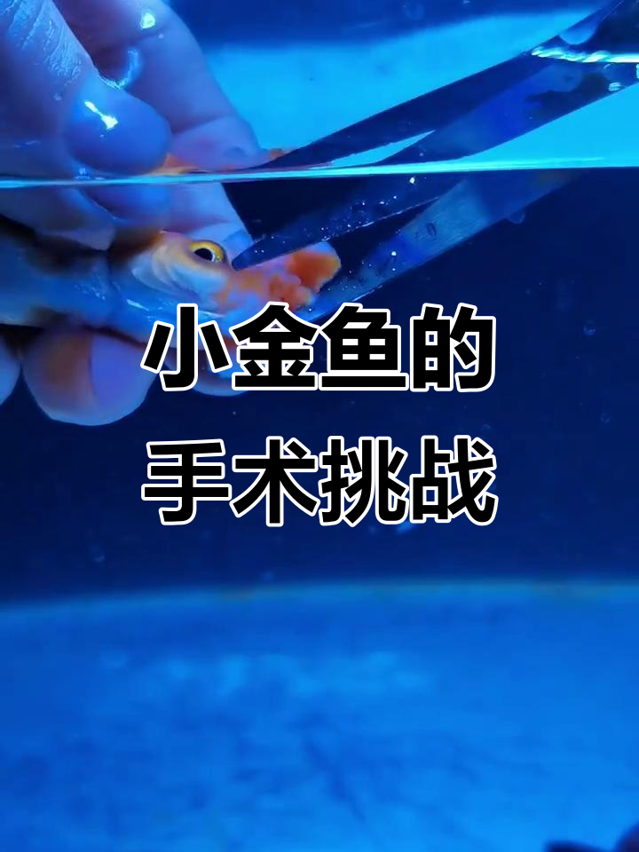 给小金鱼做手术,剪掉绒球让它重获新生