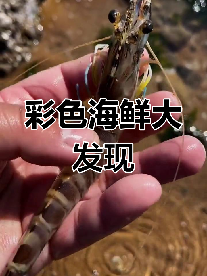在海边捉到七彩虾,还有各种奇特海洋生物!