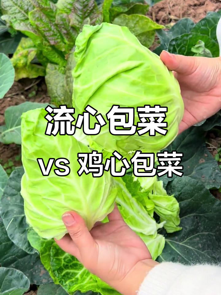 牛心包菜与鸡心包菜的对比,哪个更胜一筹?