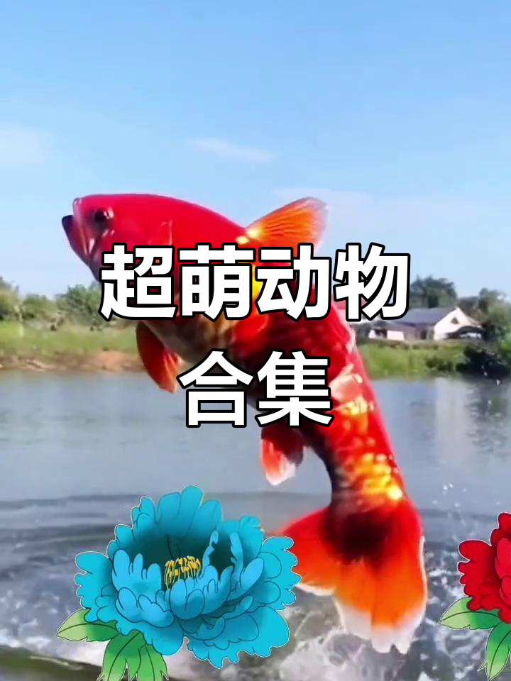 可爱动物大集合:锦鲤、水果猫和蔬菜家畜