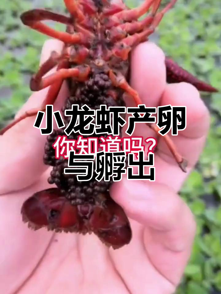 母虾一次能抱多少卵?小龙虾孵化时间揭秘
