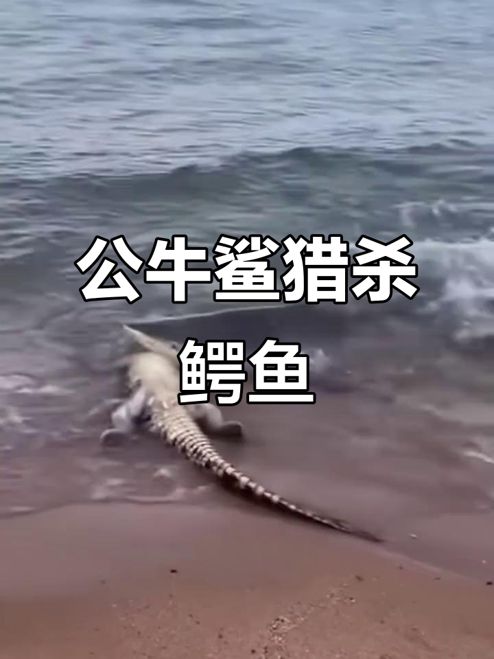 巨型公牛鲨勇斗鳄鱼,海滩惊险生死时速