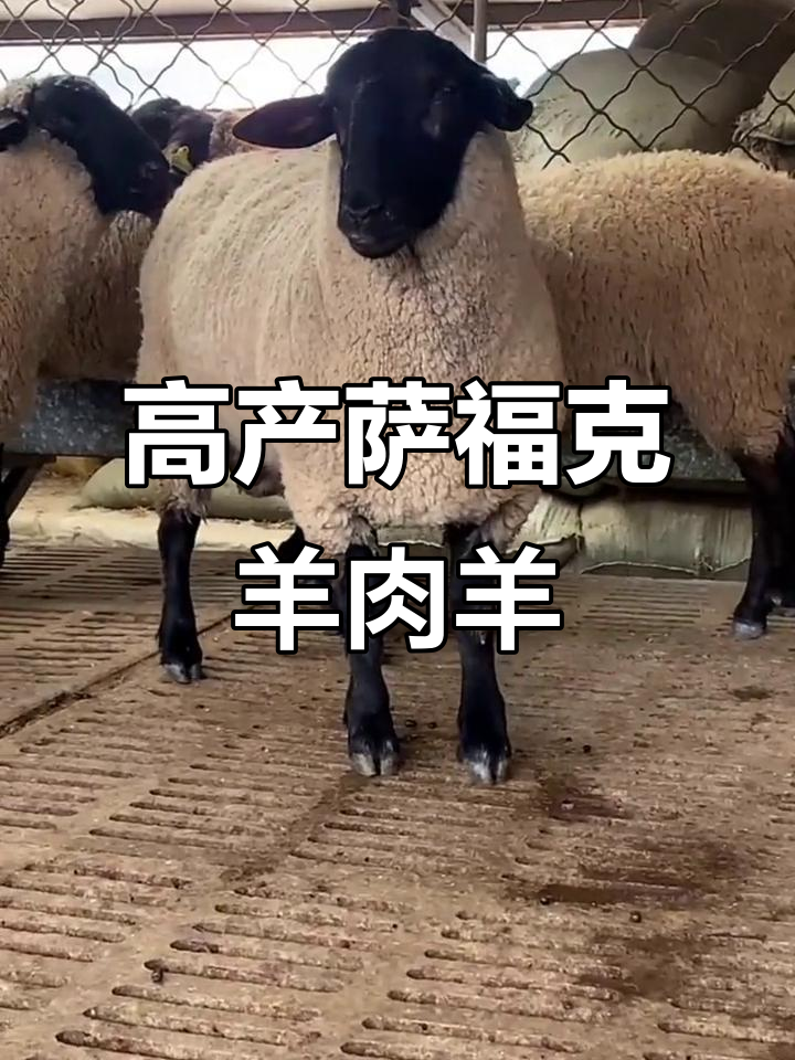 萨福克羊：高产肉用绵羊品种，适合全国各地饲养