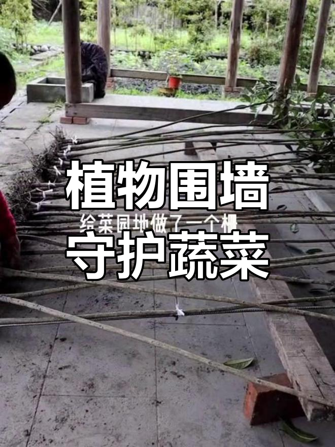 打造植物围墙,保护菜园安全