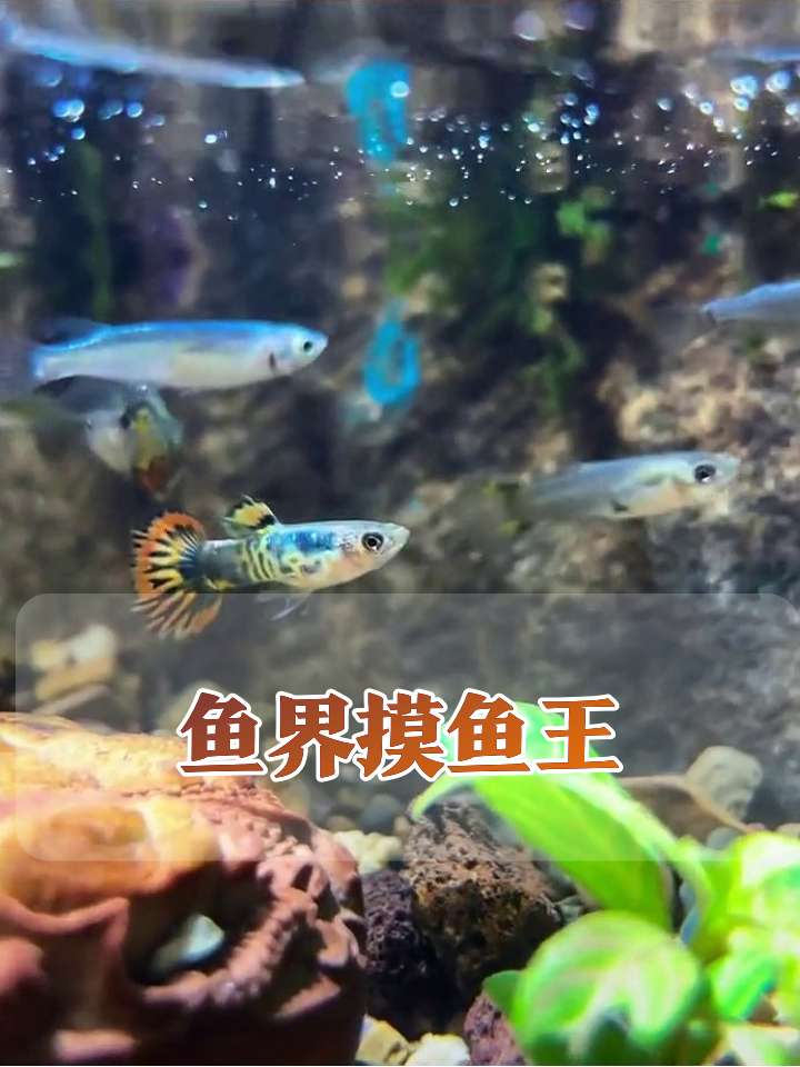 鱼缸打工人日常:五彩小鱼上演摸鱼名场面