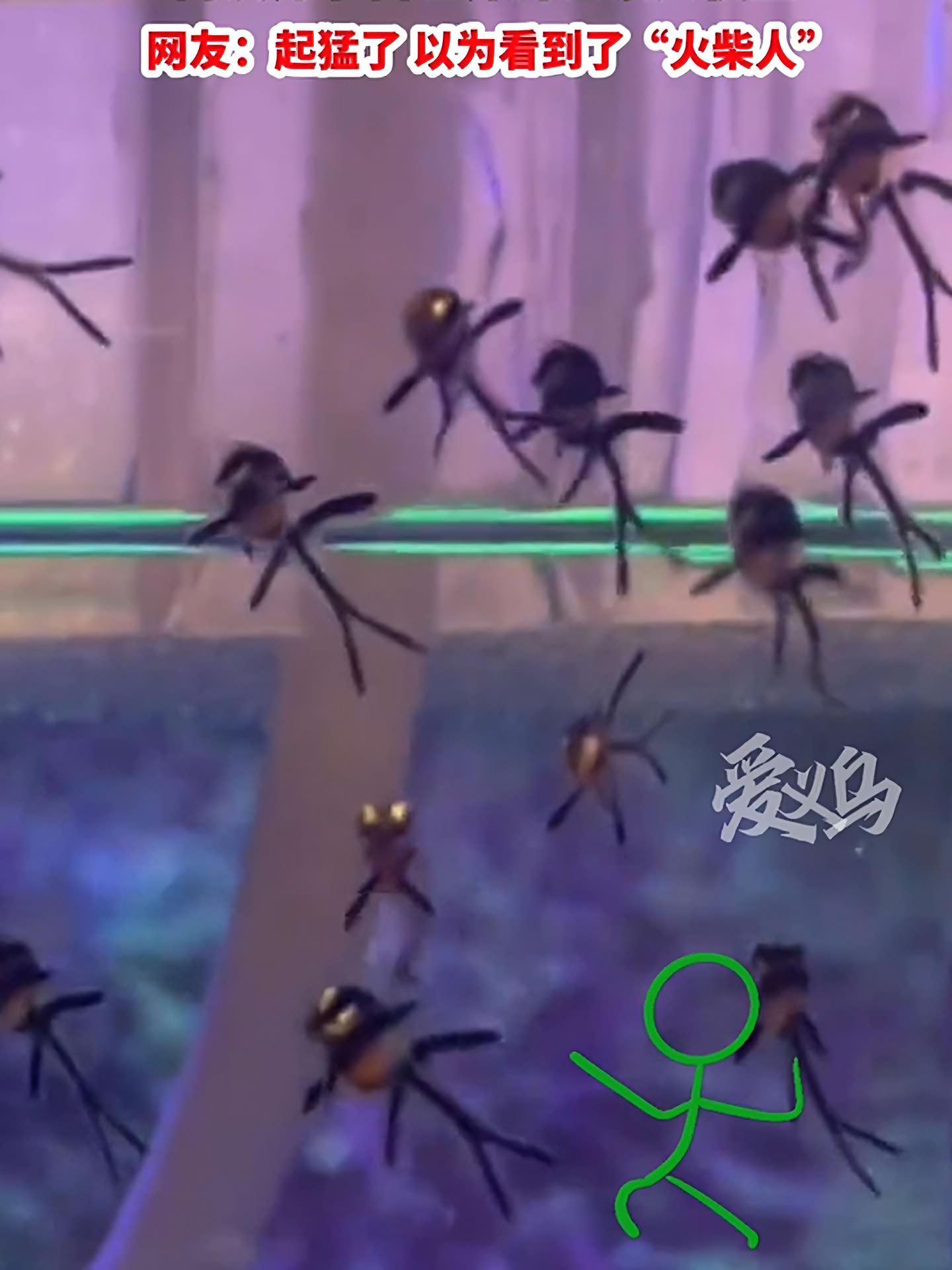 北京,7月9日。网友分享自己养的巴黎天使鱼。网友:起猛了,以为看到了“火柴人” 鱼缸里的大