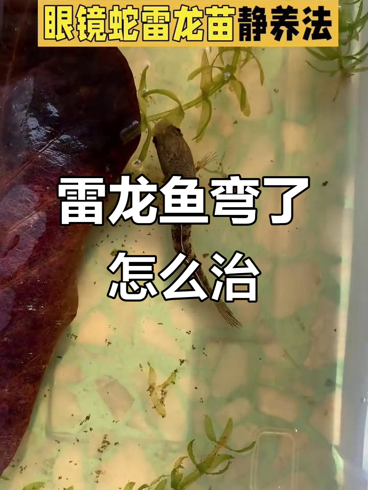 雷龙鱼弯曲怎么办?从小苗到恢复的技巧分享