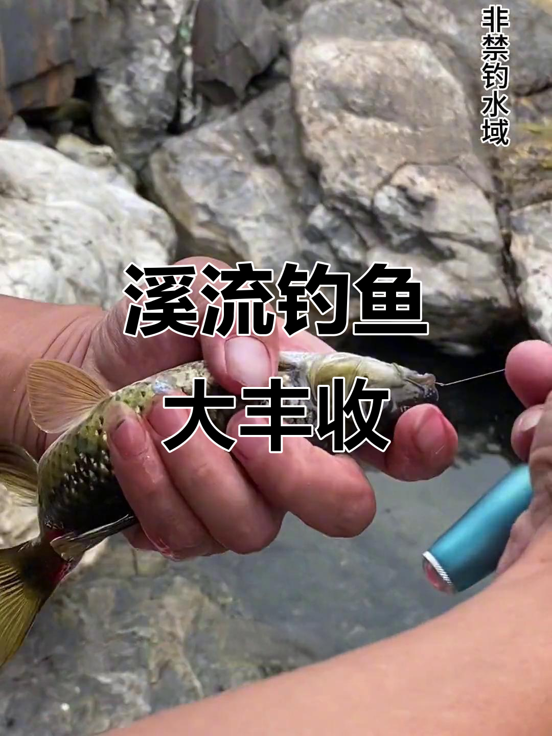 大山里溪流钓，三两大的石斑鱼接连上钩！