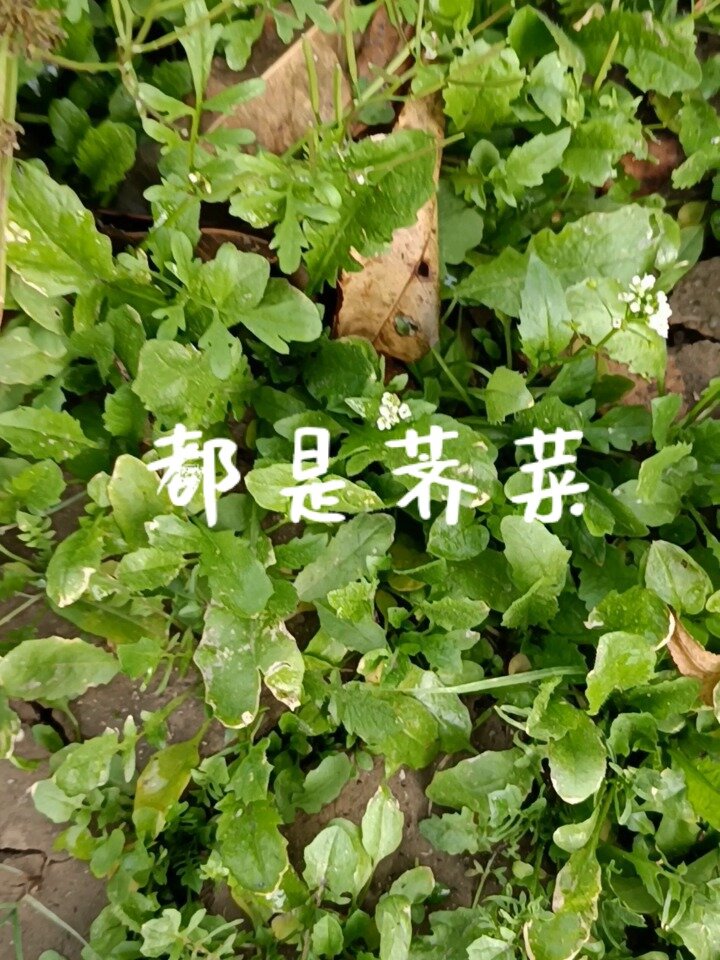 荠菜就长在这里