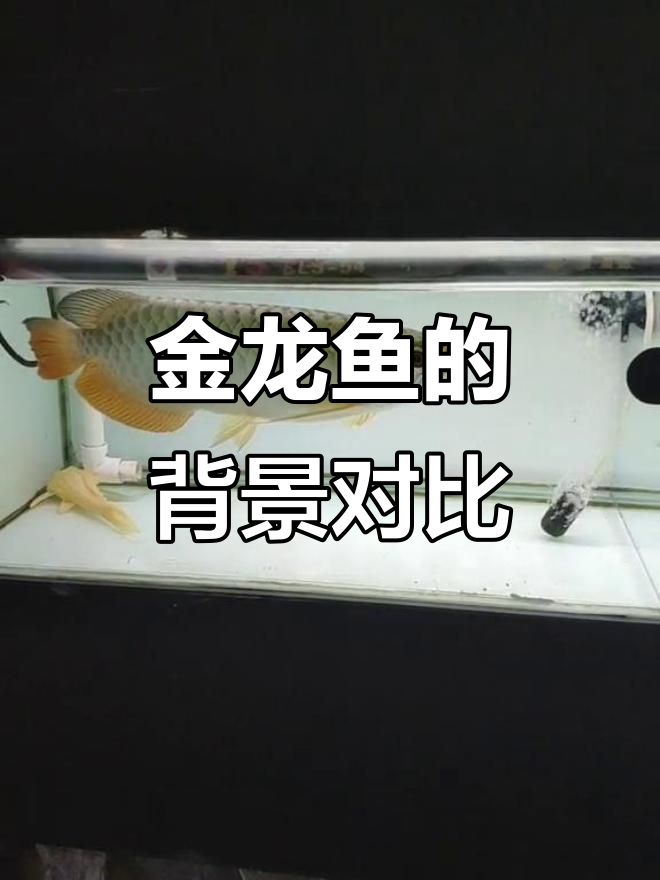 白色背景与蓝色背景的鱼，风格差异大揭秘