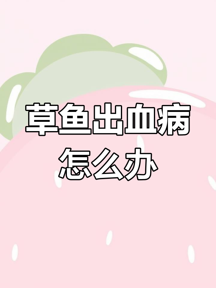 草鱼出血病全面解析:症状、原因与应对方法