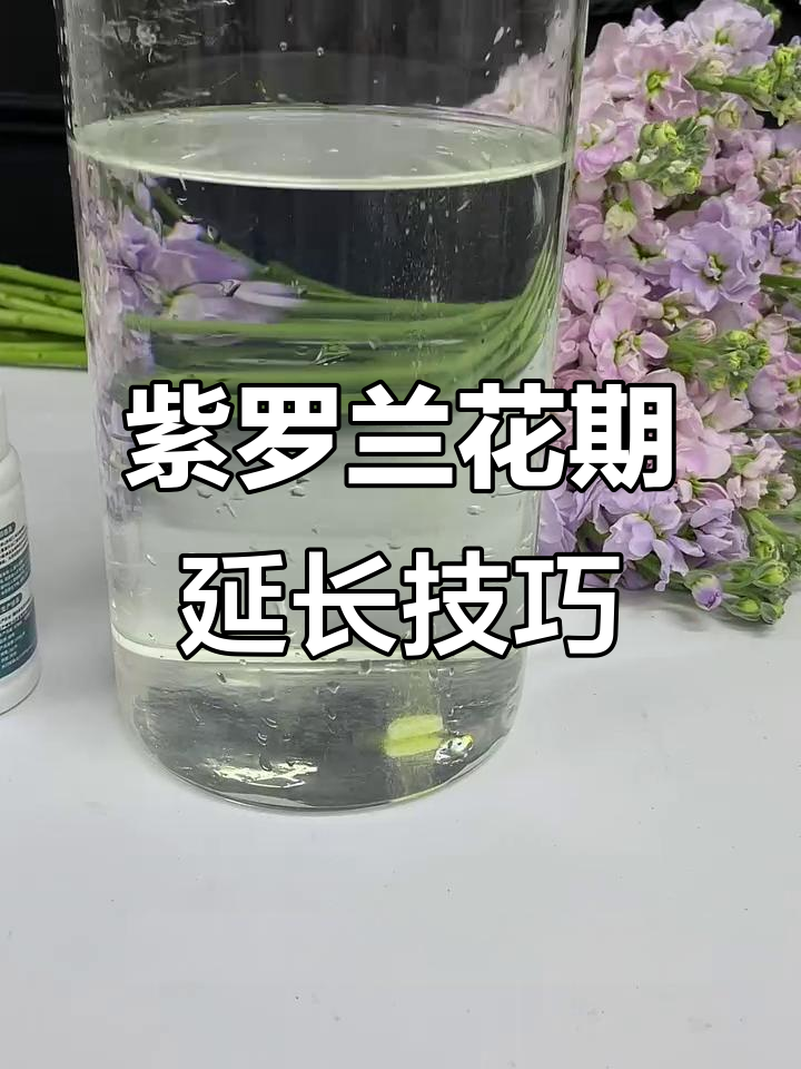 紫罗兰鲜花养护全攻略:如何延长花期,避免烂根发臭