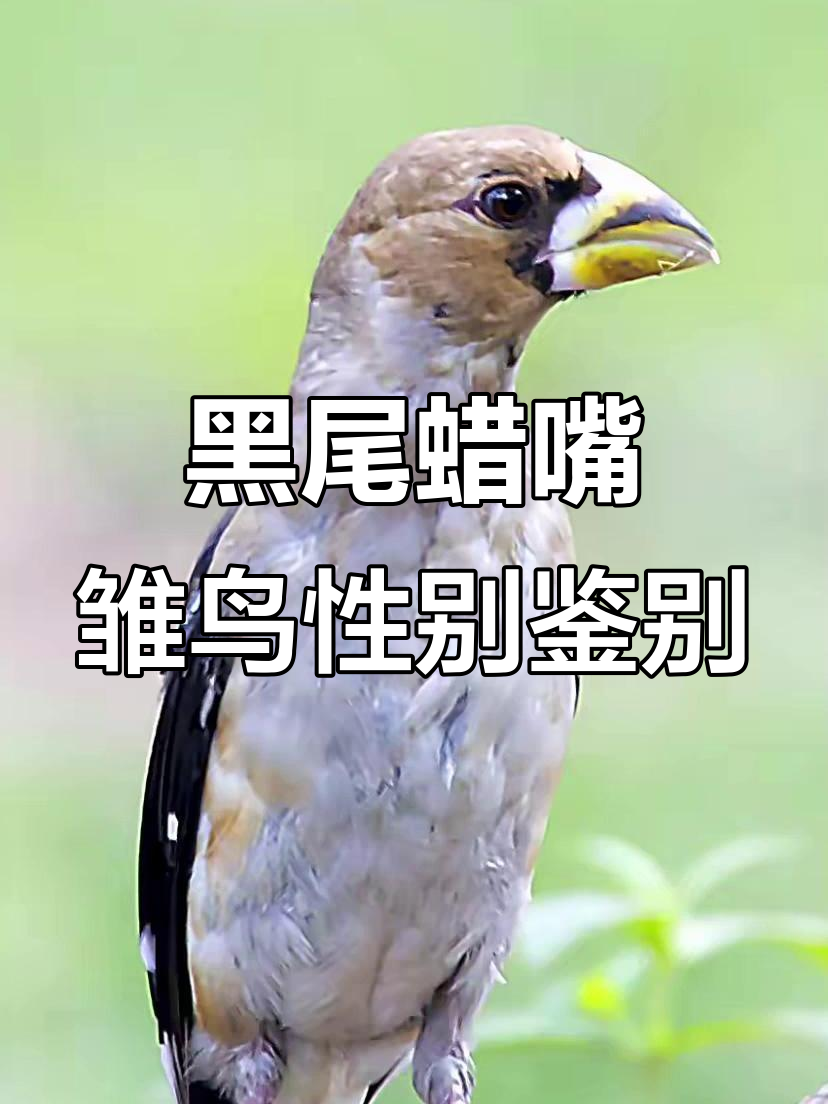 如何区分黑尾蜡嘴雏鸟公母?简单方法教你辨别