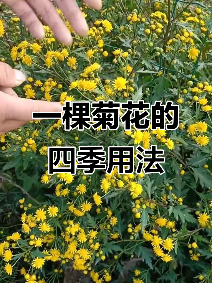 南京特产菊花脑:春夏吃菜,秋冬泡茶,功效超乎想象
