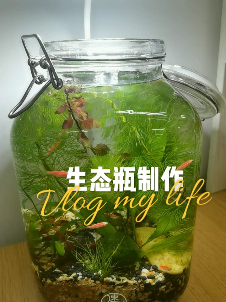 手工制作|生态瓶养鱼DIY全过程