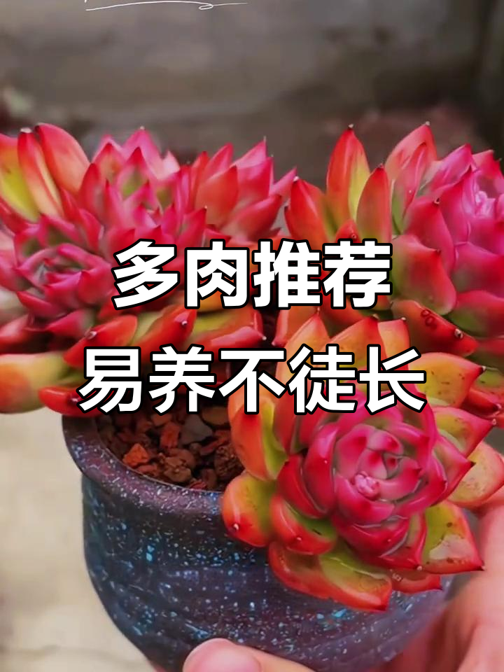 这十种多肉易上色,适合新手养护,轻松避免徒长问题