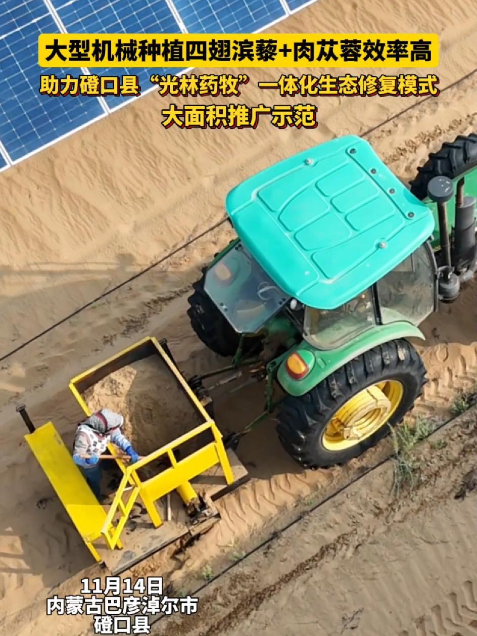 大型机械种植四翅滨藜+肉苁蓉效率高,助力磴口县“光林药牧”一体化生态修复模式大面积推广示范