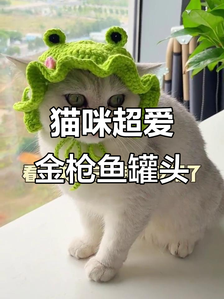 猫咪最爱金枪鱼罐头,营养满满吃得开心