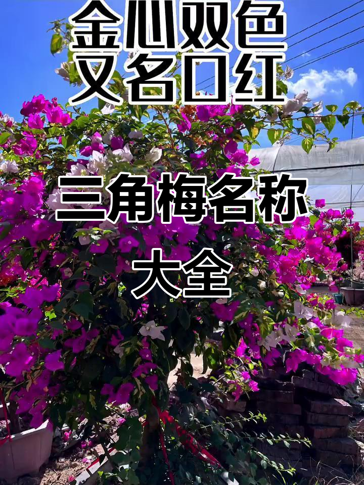 三角梅品种大揭秘,名字背后的故事