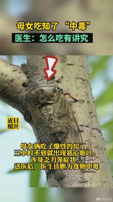 「母女俩吃知了中毒 医生:并不是每个人都适合吃知了」近日,绍兴一对母女食用知了后,三小时不