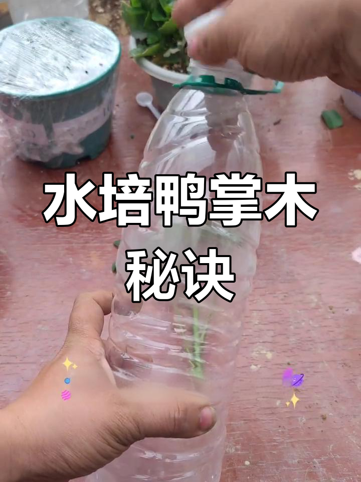 鸭掌木水培法,根系迅速生长,轻松培育!