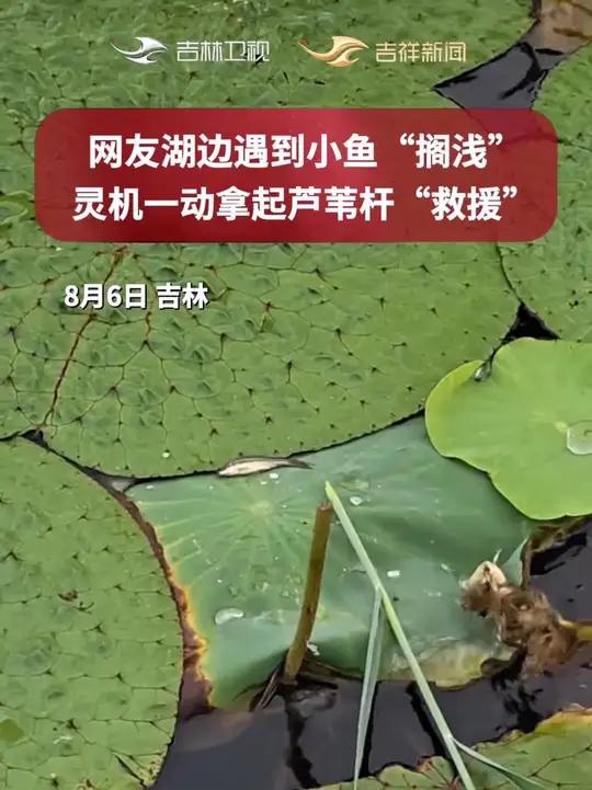 网友湖边遇到小鱼“搁浅”,灵机一动拿起芦苇杆“救援”