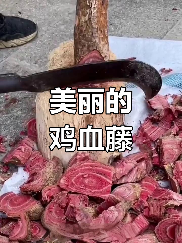 野生鸡血藤:美丽三叶花,民间珍宝