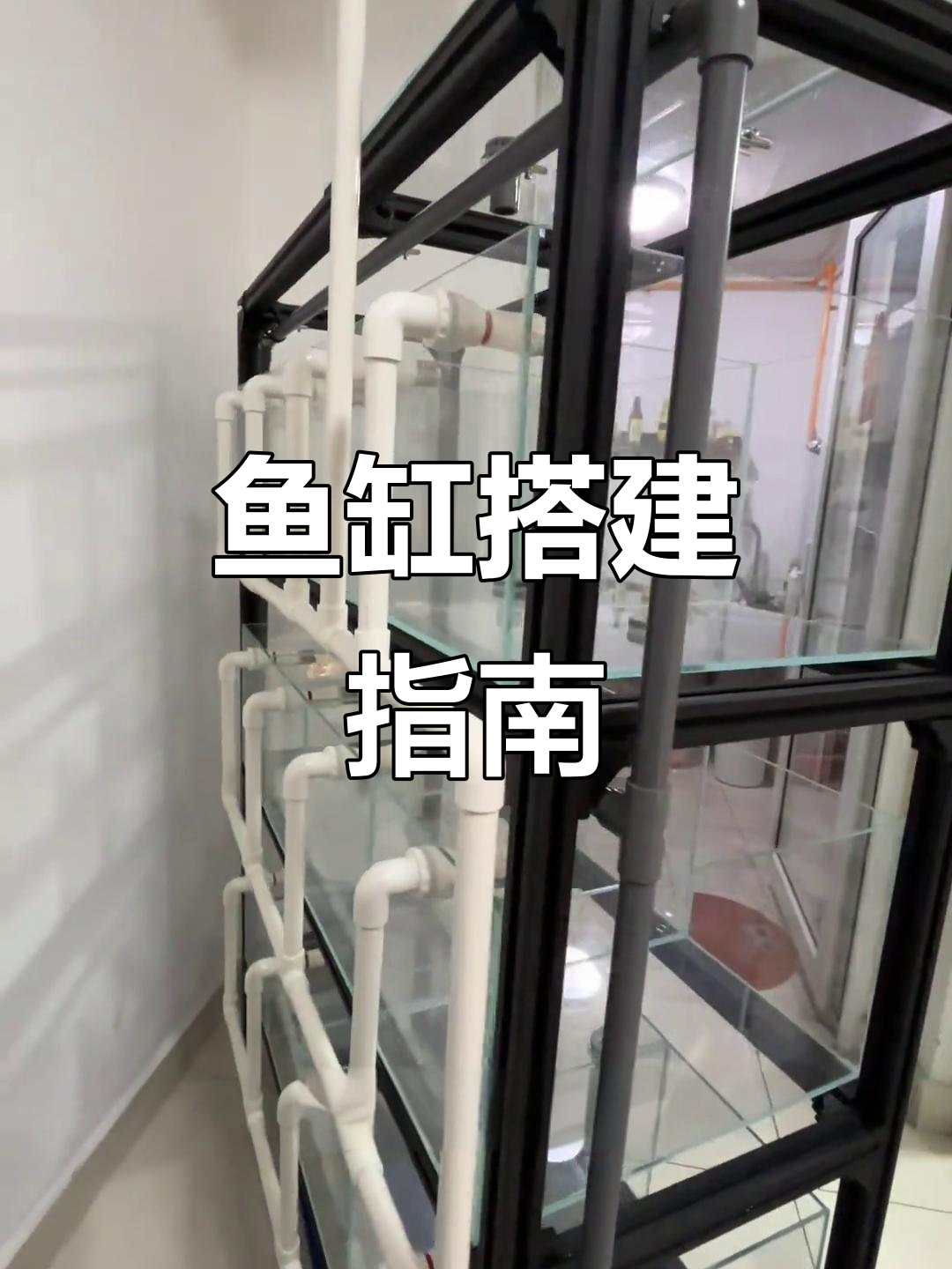 从零开始打造鱼缸,教你避免常见问题与技巧