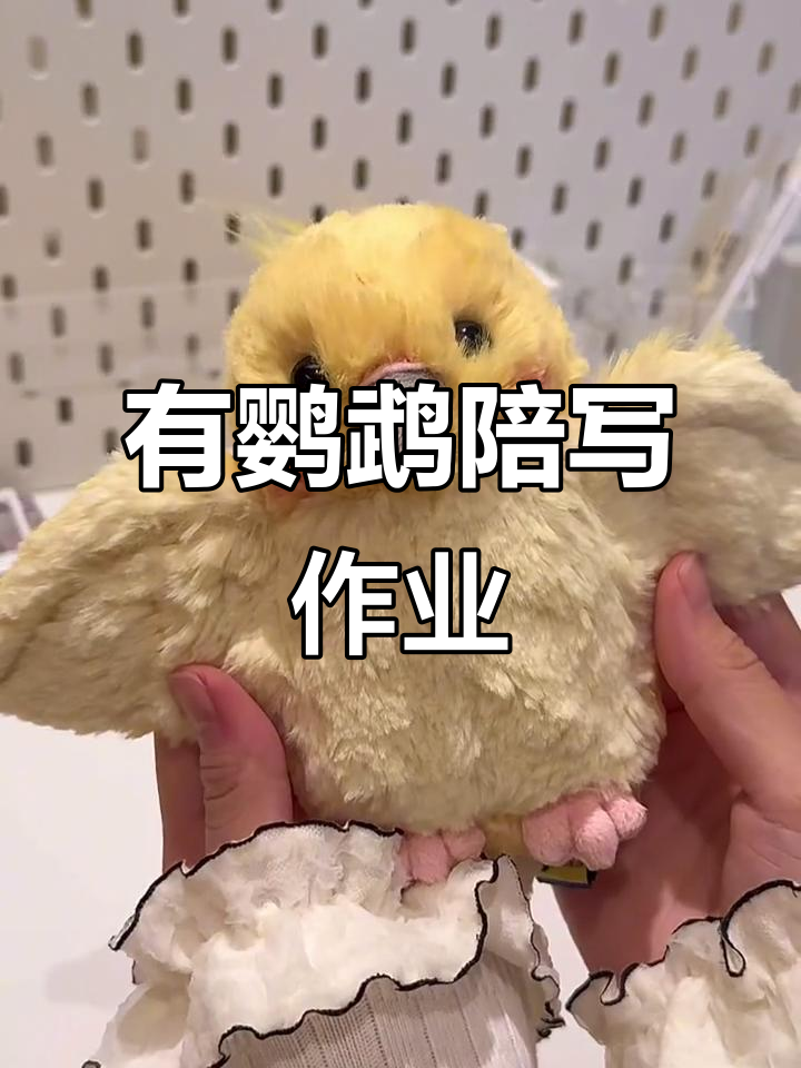 写作业不再孤单，有毛绒鹦鹉陪伴更解压