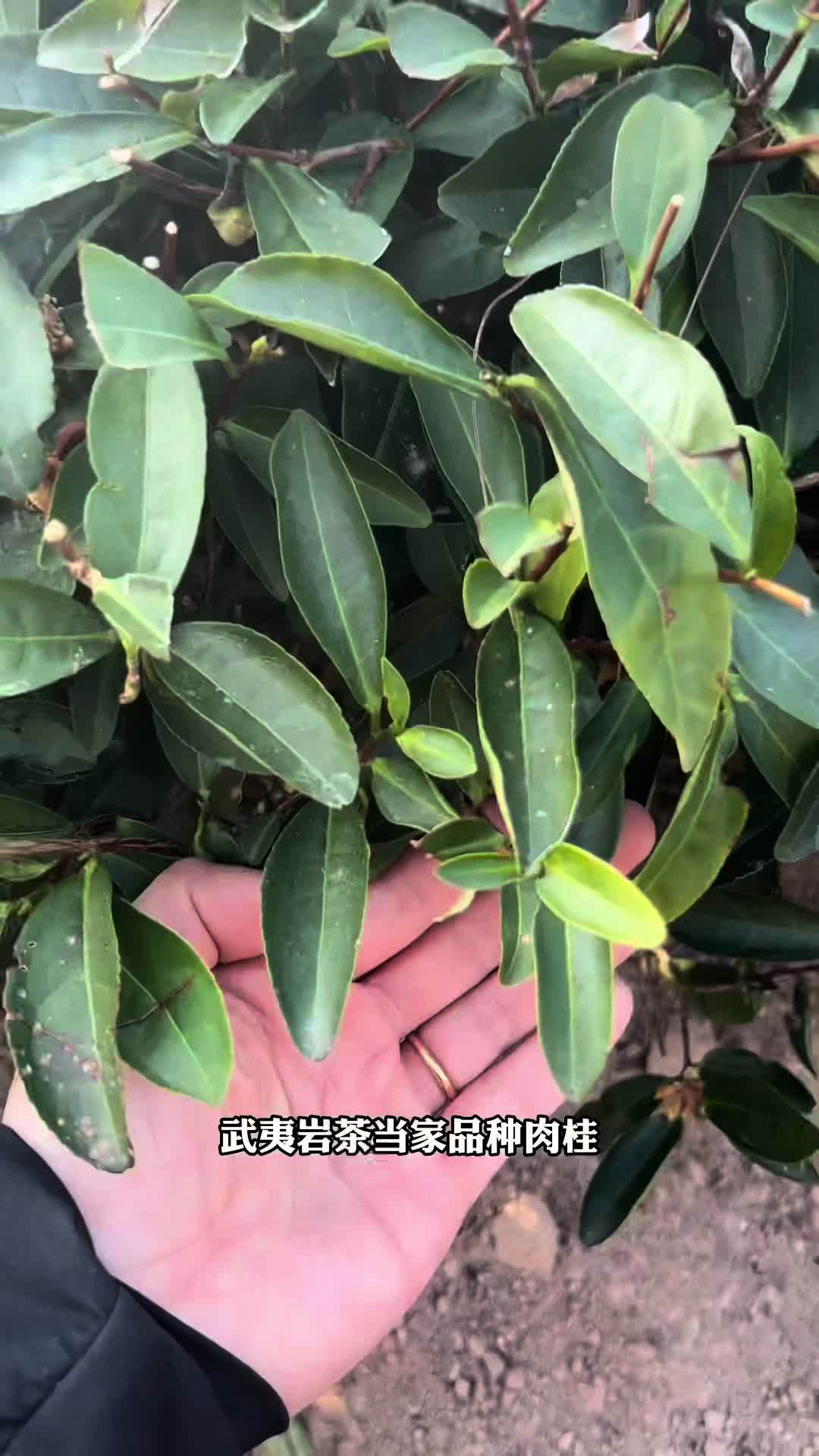 水仙肉桂 哪一个才是你的选择 武夷岩茶
