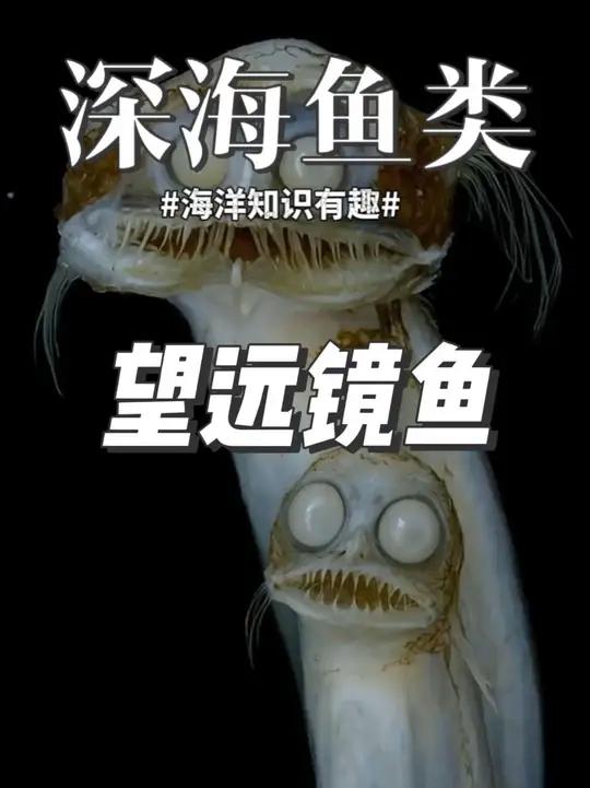 一些长相奇异的深海鱼。视频可能含有恐怖元素,请谨慎观看