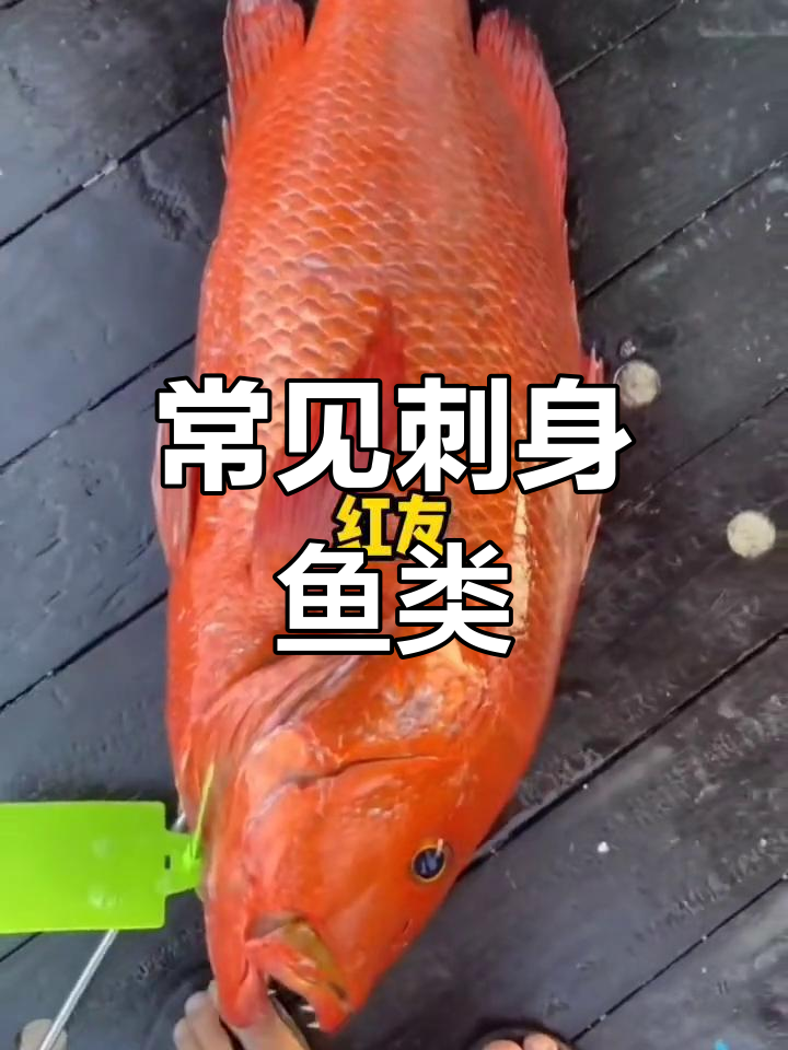 二十种常见刺身鱼,你了解吗?