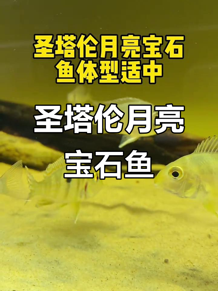 南美缸必备!圣塔伦月亮宝石鱼,发色后惊艳全场