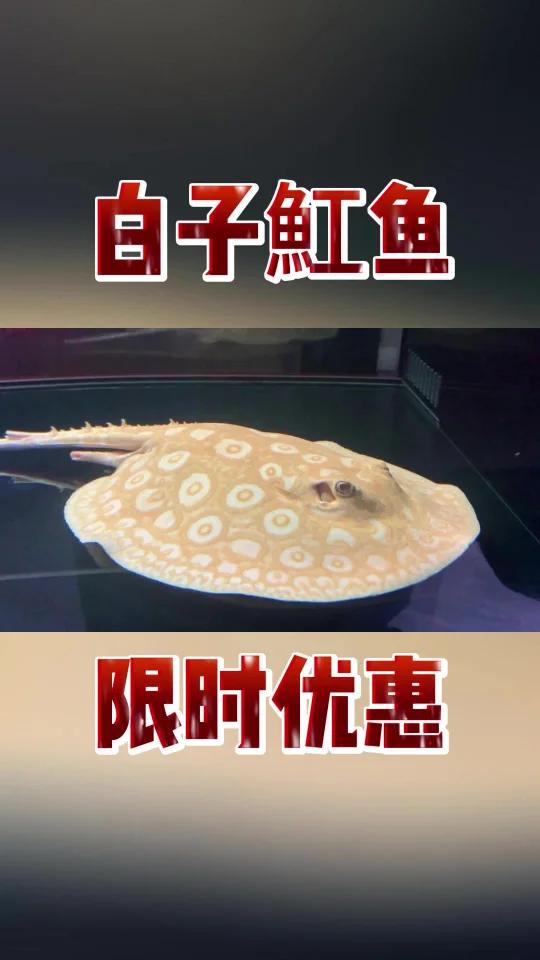 白子魟鱼
