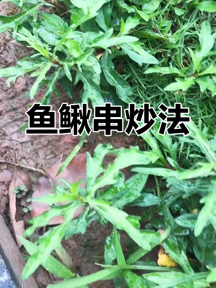 鱼鳅串:治妊娠反应的神奇食物