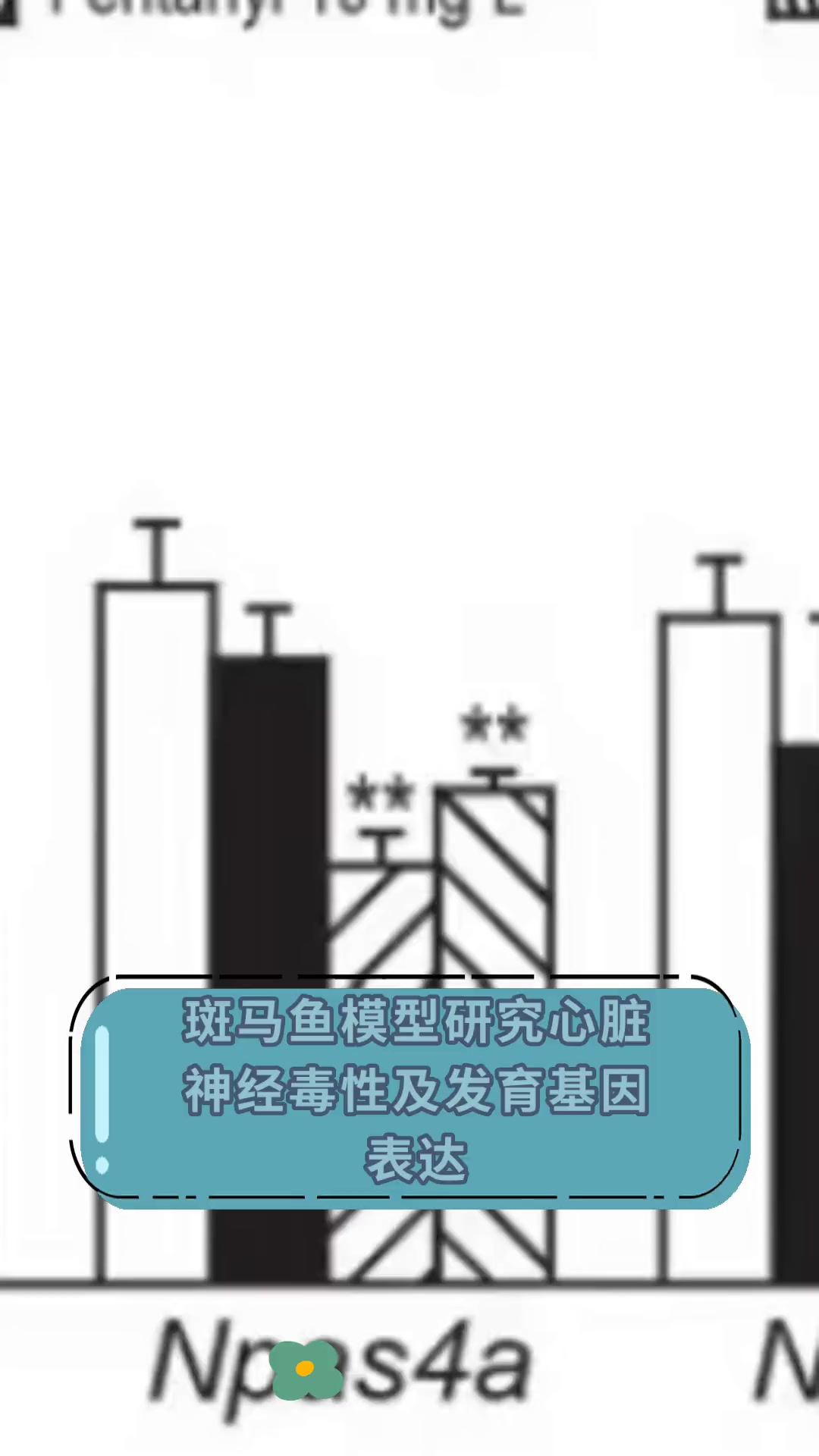 斑马鱼模型研究心脏,神经毒性及发育基因,表达