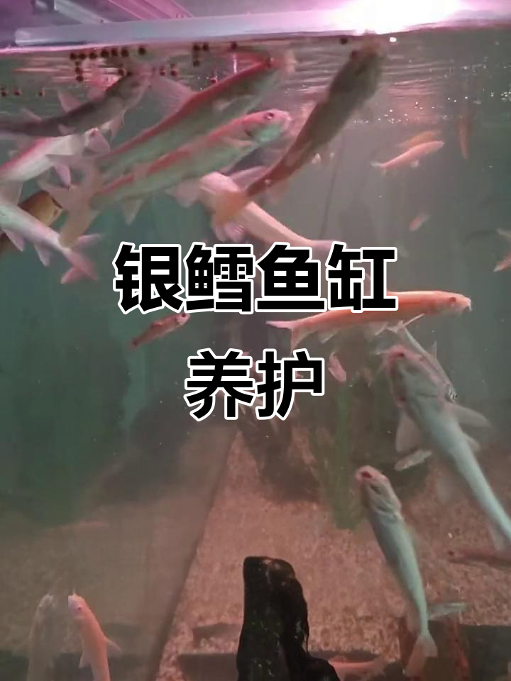 红眼银鳕鱼观赏与水质管理技巧