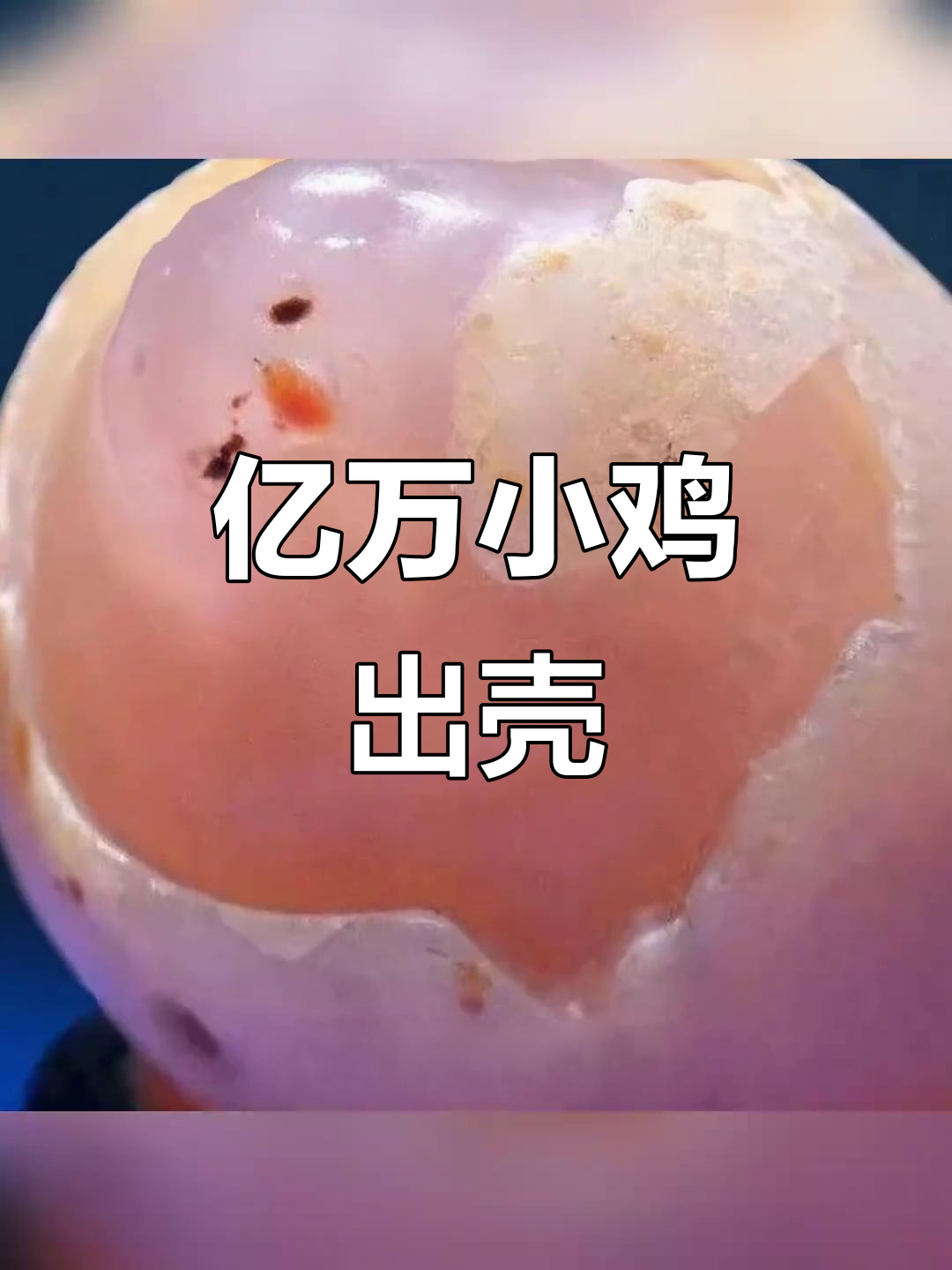 戈壁玛瑙小鸡,身价亿万!