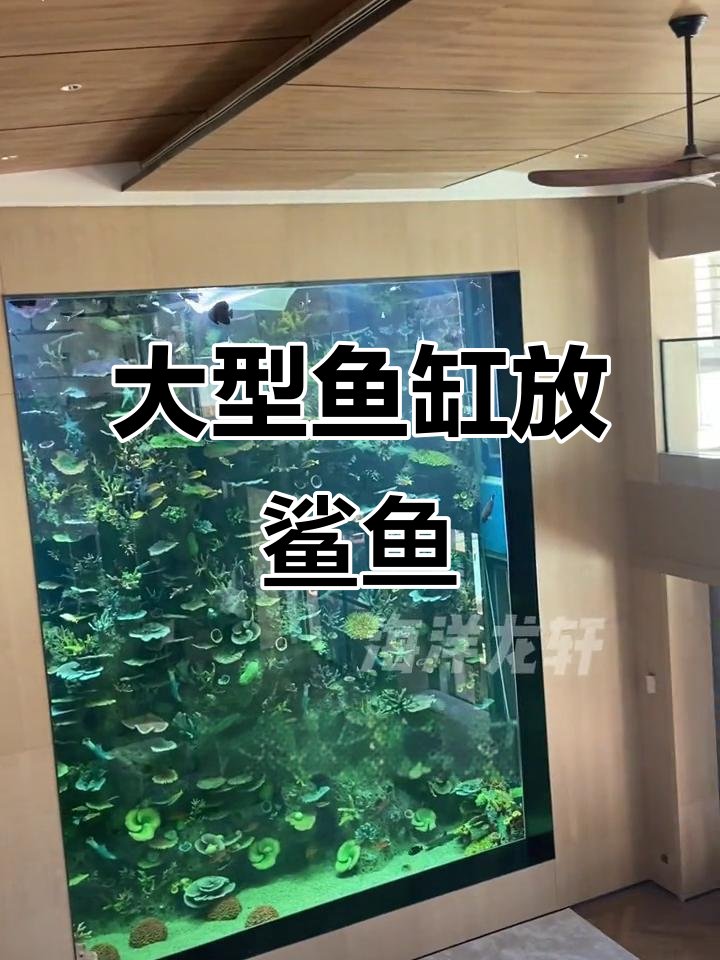 五一假期,别墅高8米鱼缸迎来鲨鱼新成员