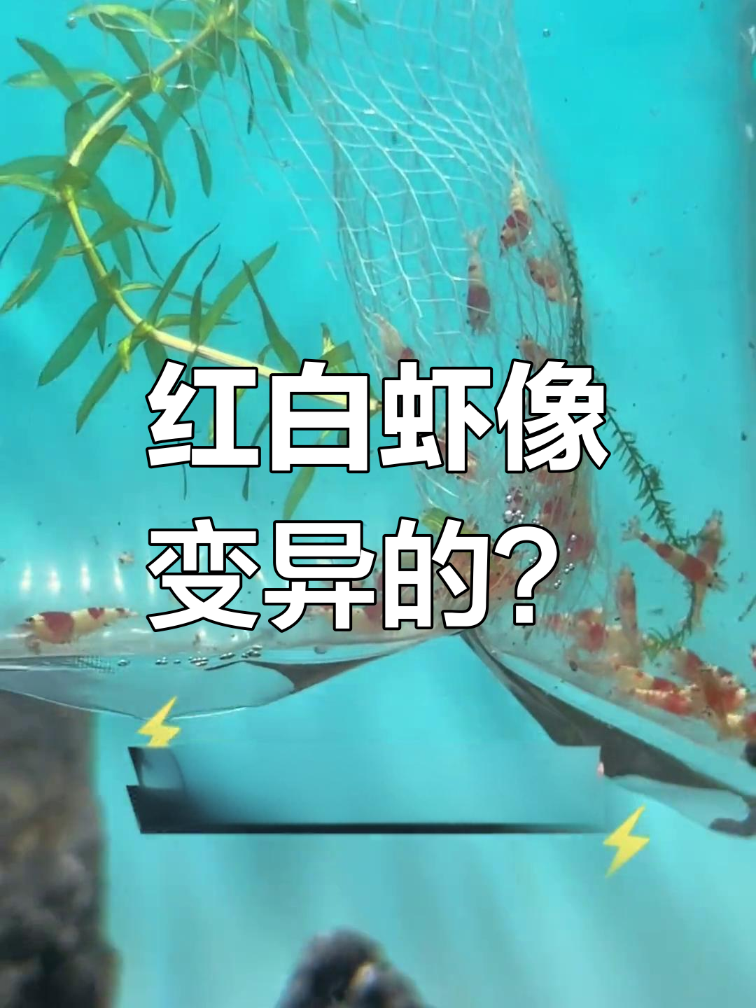 这只红白虾是变异了吗?水晶虾来啦!