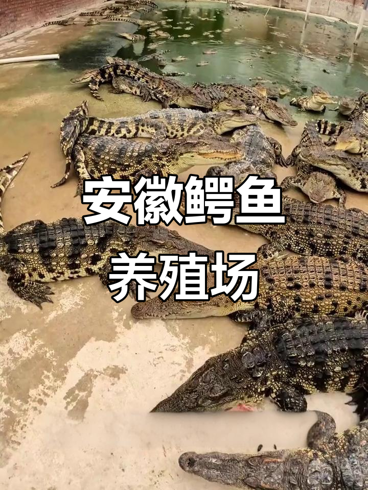 安徽皖江鳄鱼养殖场揭秘:三千多条先罗鳄,营养丰富又美容