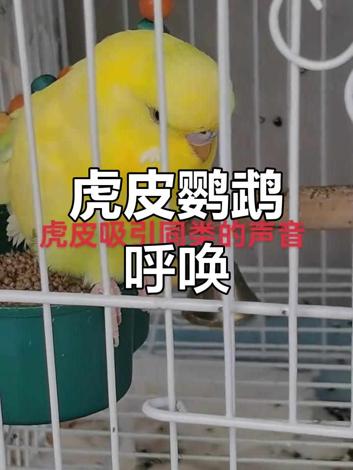 虎皮鹦鹉叫声,吸引同伴!